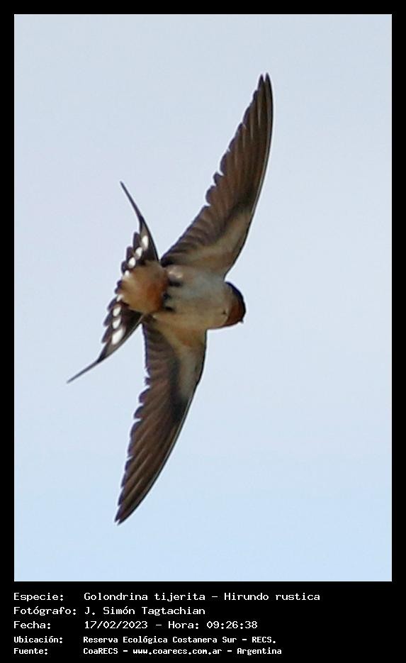 Barn Swallow - ML536238201