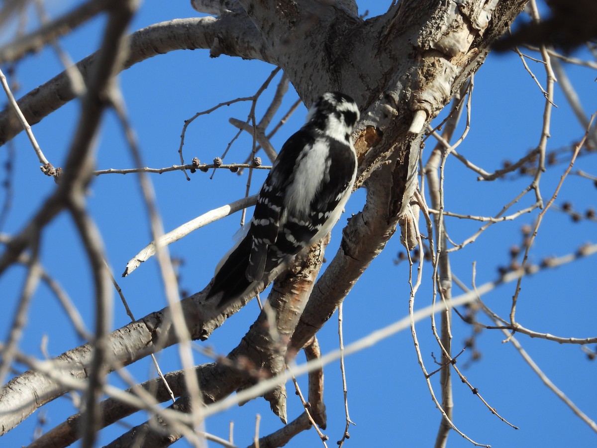 Downy Woodpecker - ML536243961
