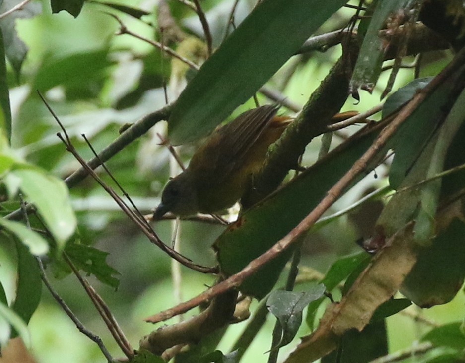 Brown-rumped Foliage-gleaner - Andrew Vallely