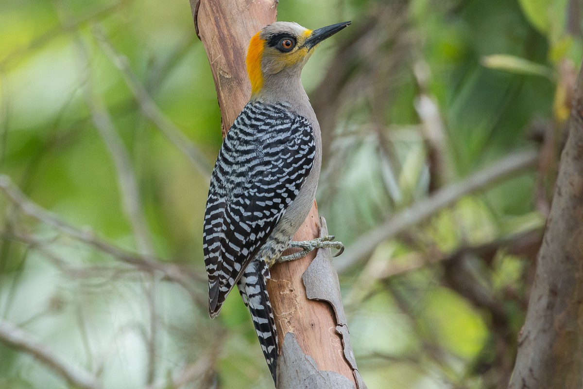 Golden-cheeked Woodpecker - ML536254771