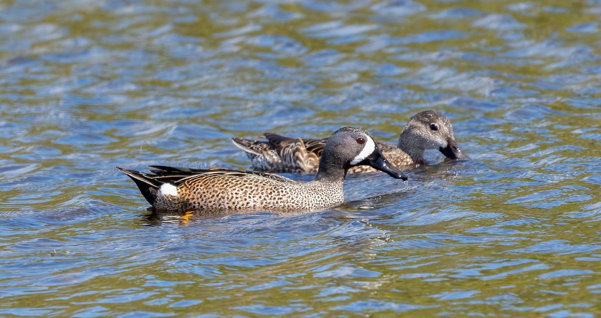 eBird Checklist 15 Feb 2023 Merritt Island NWRBlack Point
