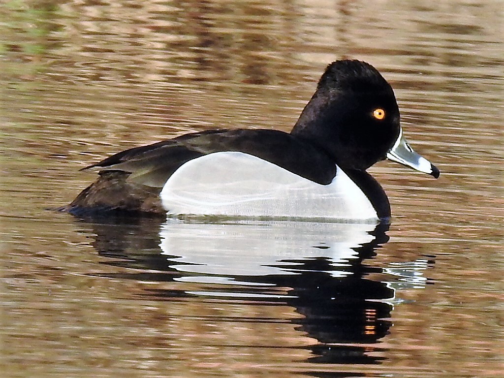 Ring-necked Duck - ML536256311