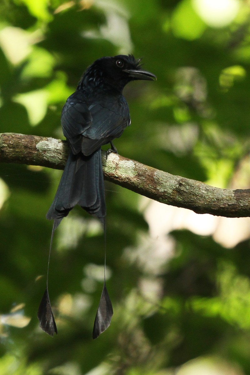 Greater Racket-tailed Drongo - ML536257621