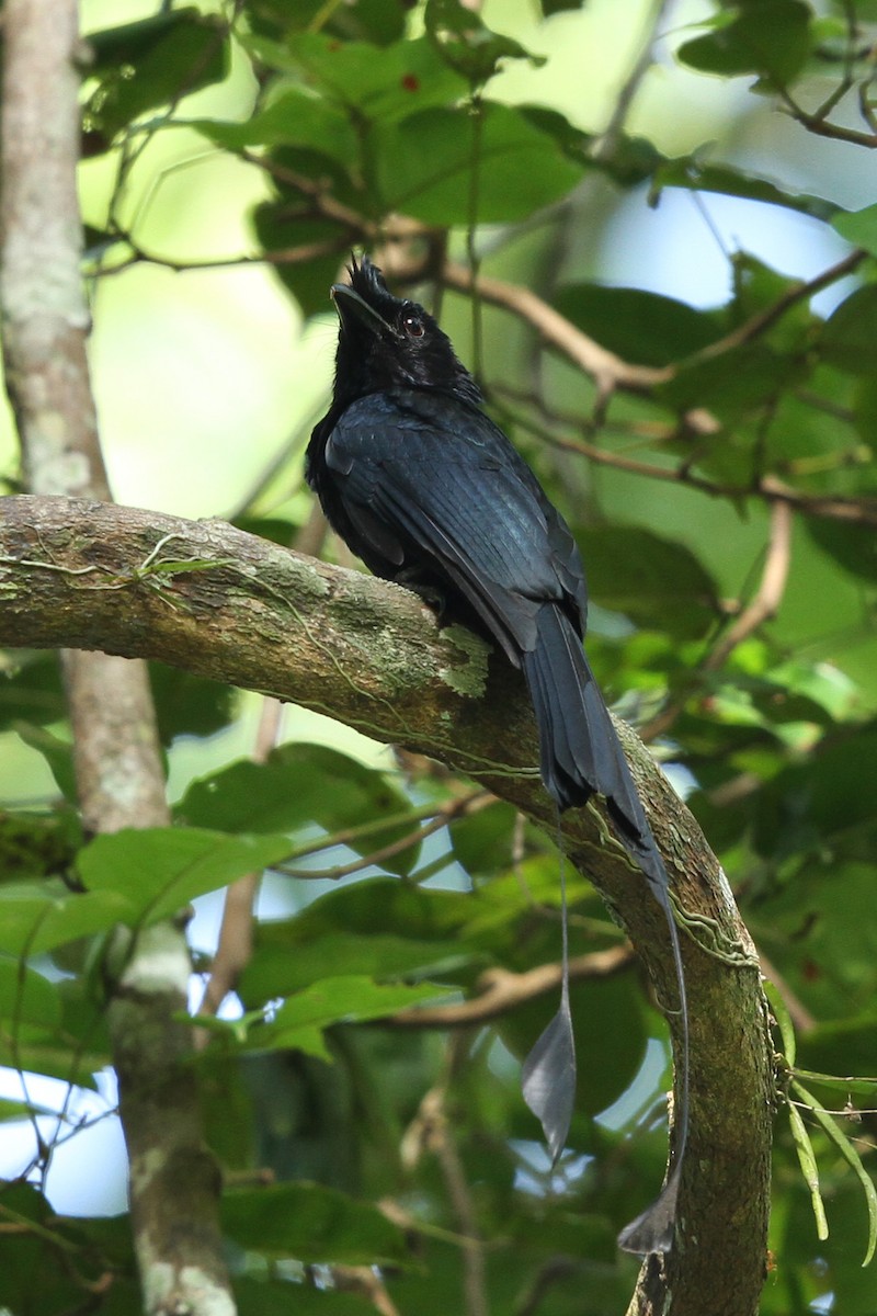 Greater Racket-tailed Drongo - ML536257631