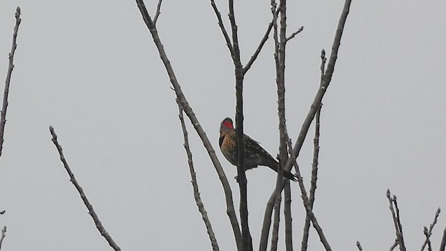 Northern Flicker (Yellow-shafted) - ML536258221