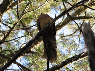 Brown Cuckoo-Dove, ML536260321