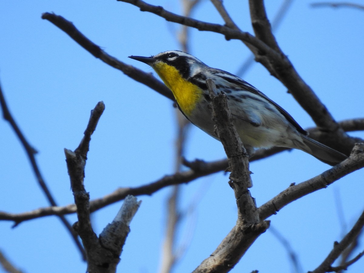 Yellow-throated Warbler - Steve Brezinski