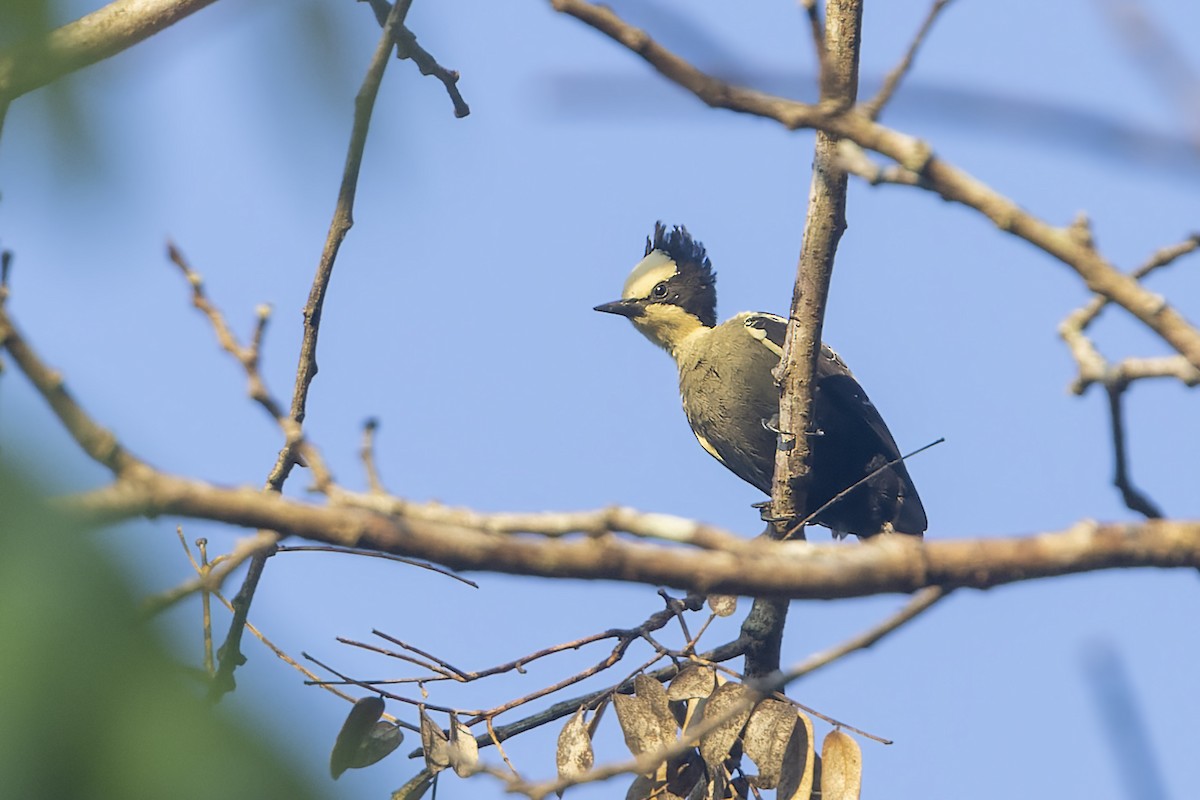 Heart-spotted Woodpecker - ML536261271