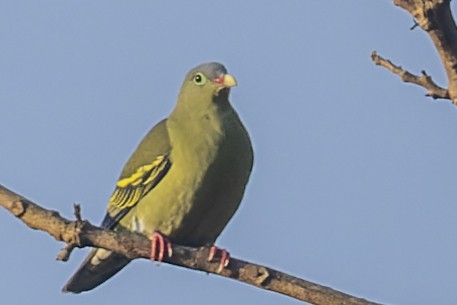 Thick-billed Green-Pigeon - ML536261441
