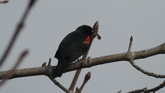 Red-winged Blackbird - ML536262331