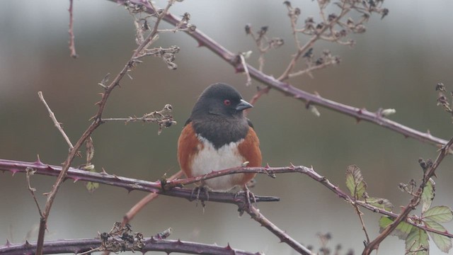 Spotted Towhee - ML536265451