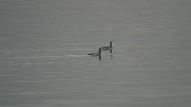 Red-throated Loon - ML536265861