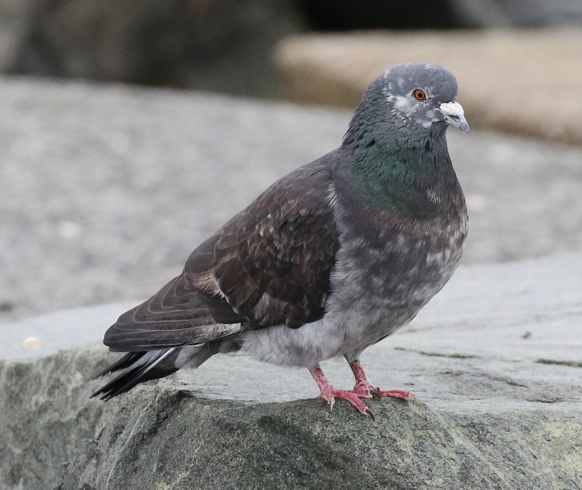 Rock Pigeon (Feral Pigeon) - Michael Kieron