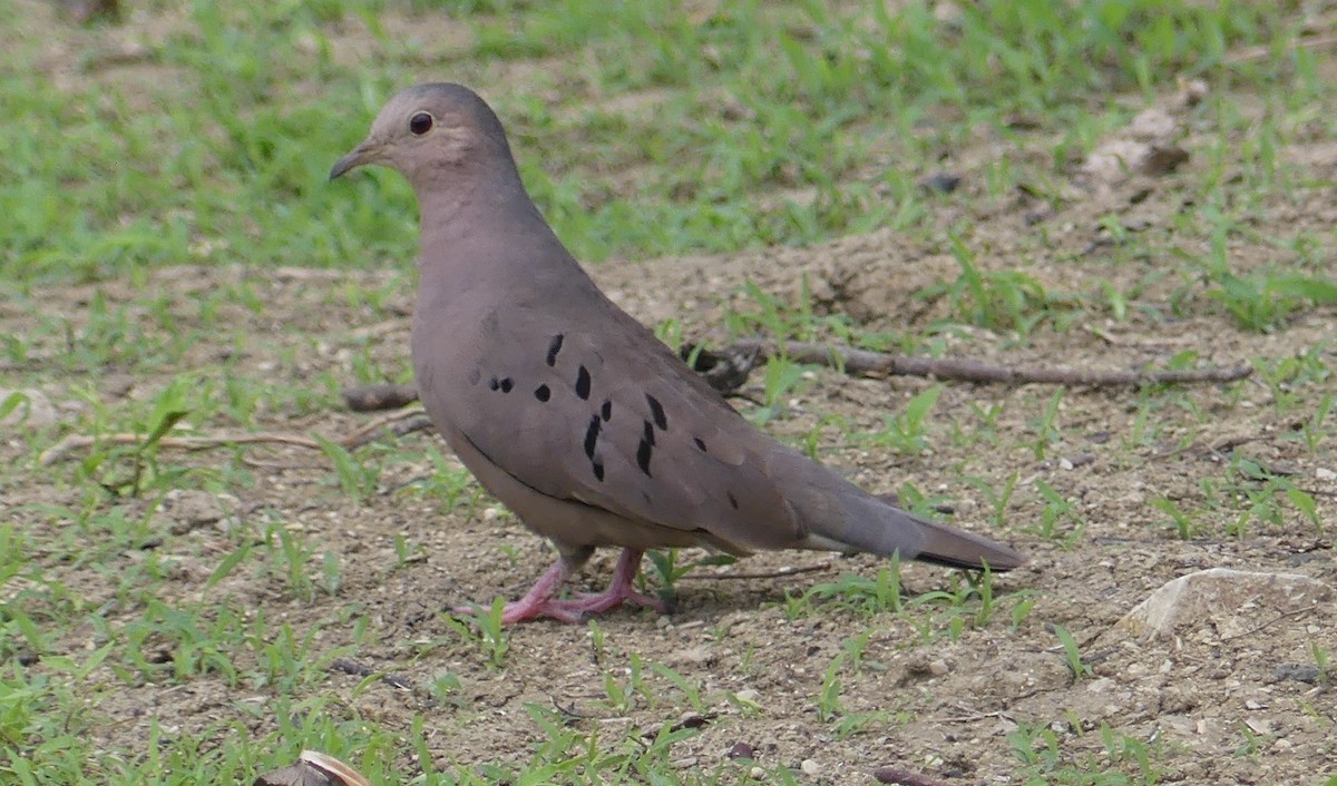 Ecuadorian Ground Dove - ML536270901