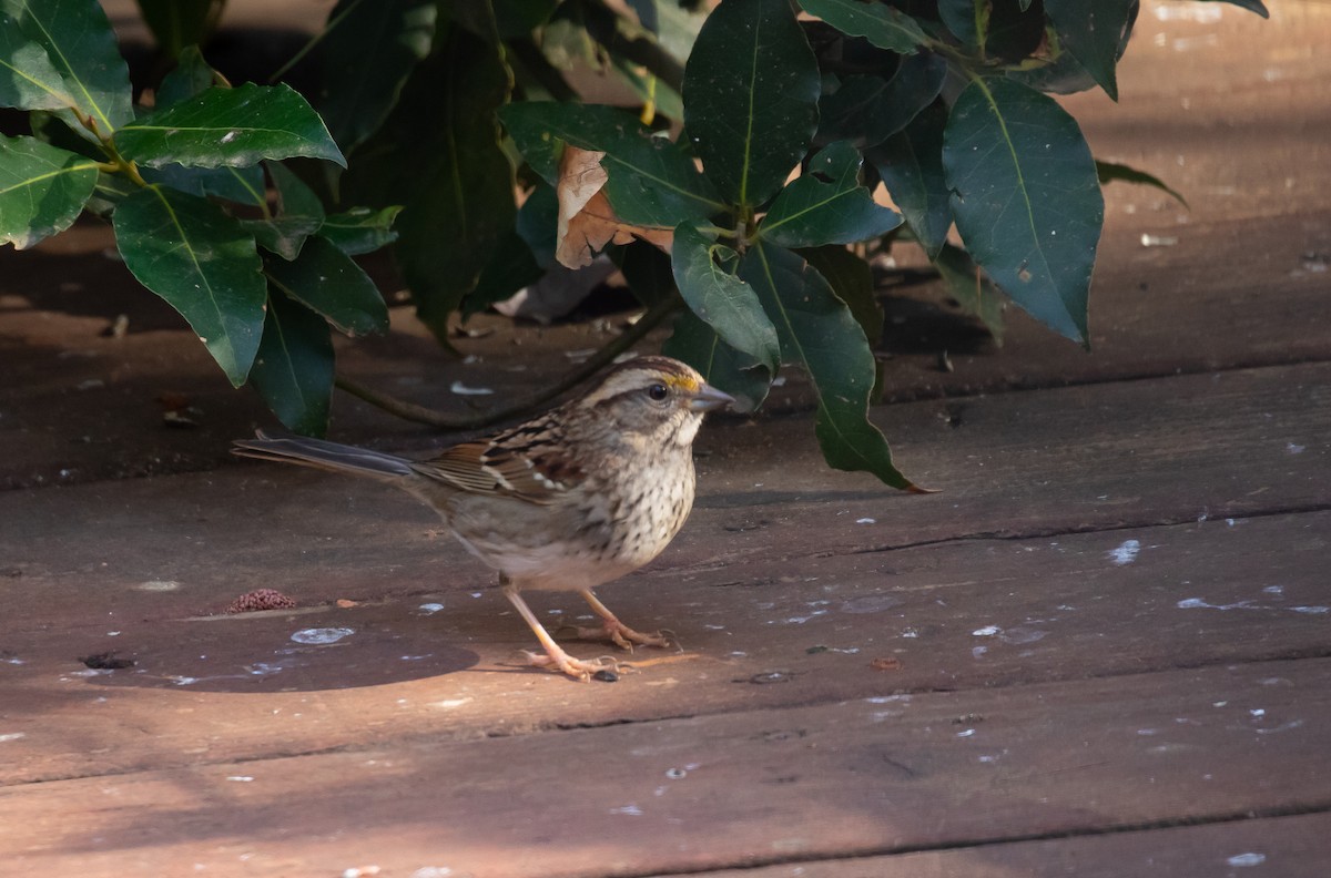White-throated Sparrow - ML536273571