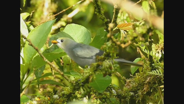Palm Tanager - ML536273611