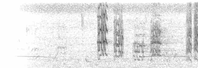  - White-winged Parakeet