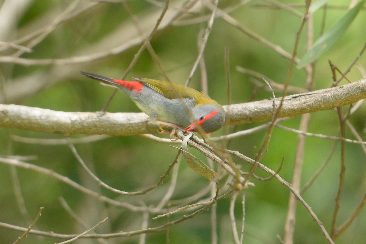 Red-browed Firetail - ML536278671