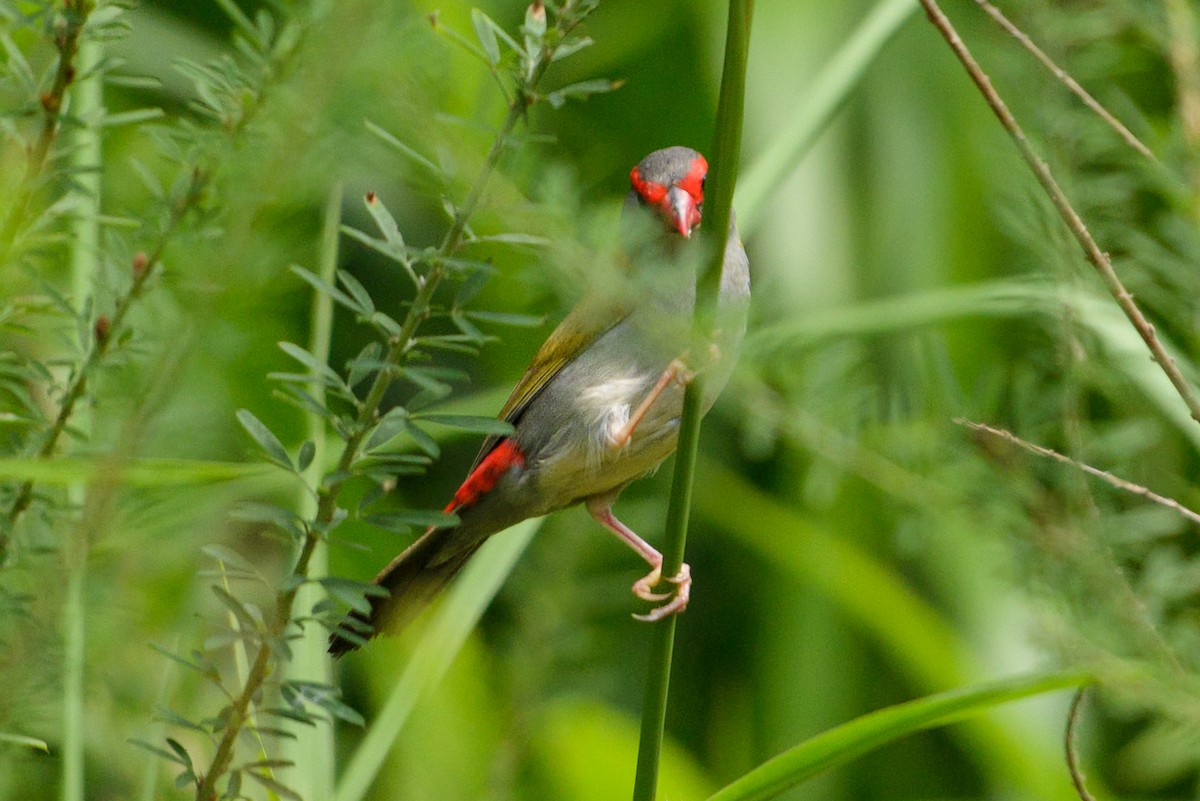 Red-browed Firetail - ML536278681