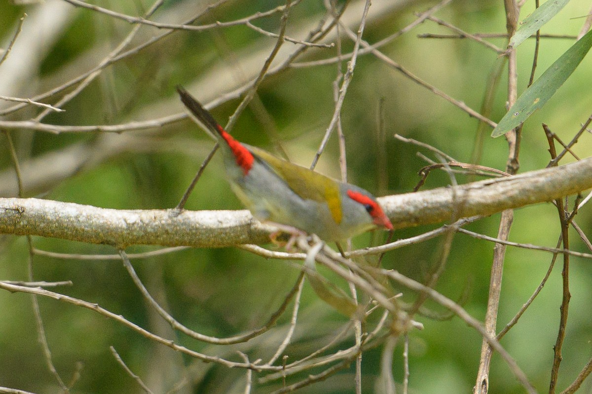 Red-browed Firetail - ML536278691