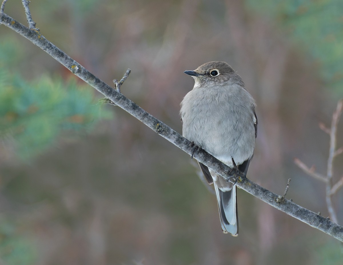 Townsend's Solitaire - ML536280271