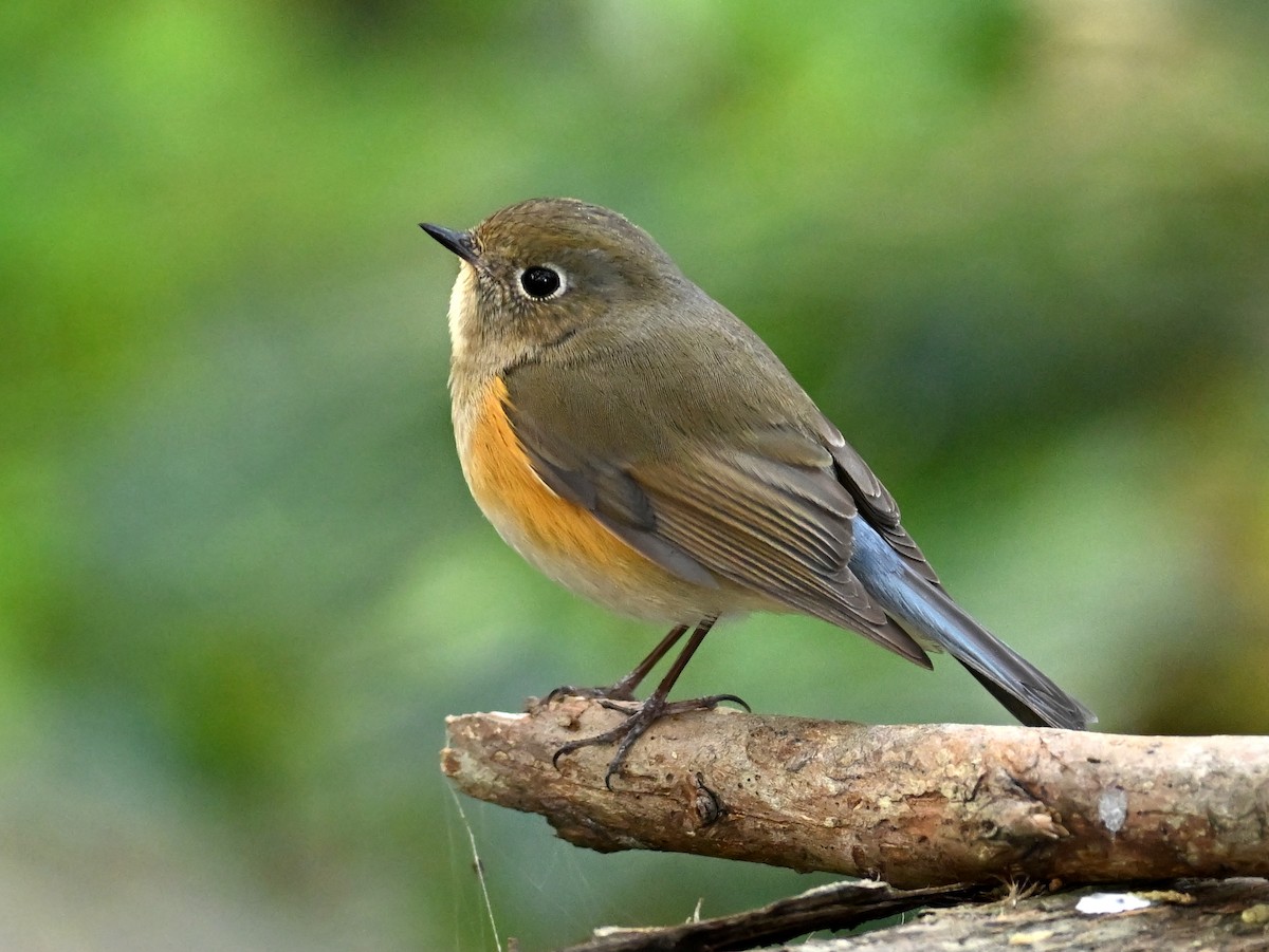 Red-flanked Bluetail - ML536281271