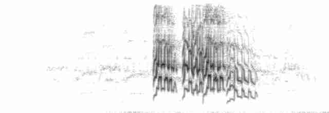  - Orange-chinned Parakeet