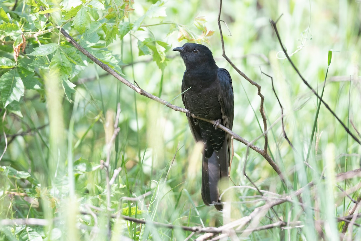 Black Cuckoo (Black) - John C. Mittermeier