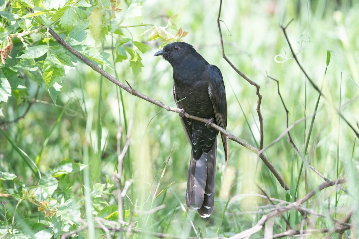 Black Cuckoo (Black) - ML536288111