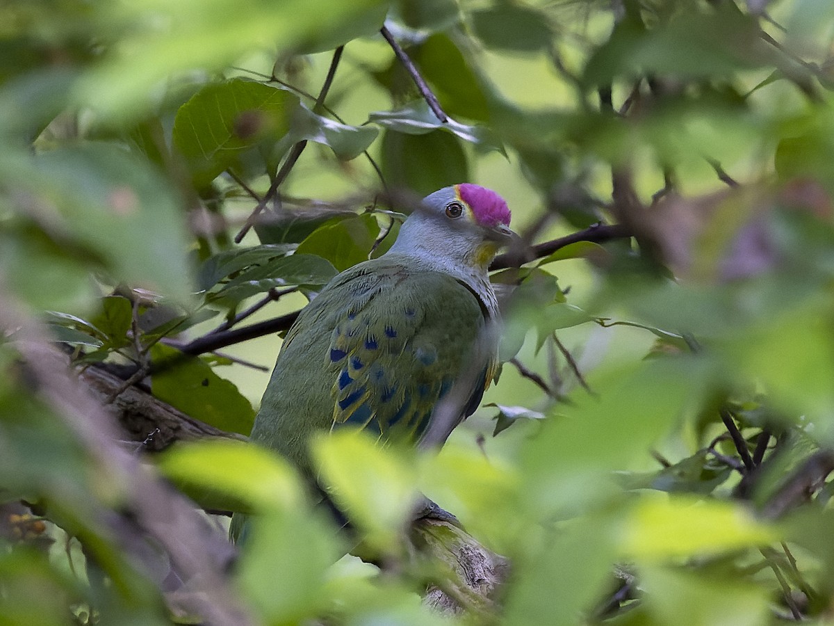 Rose-crowned Fruit-Dove - ML536290661