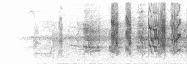  - Cobalt-winged Parakeet