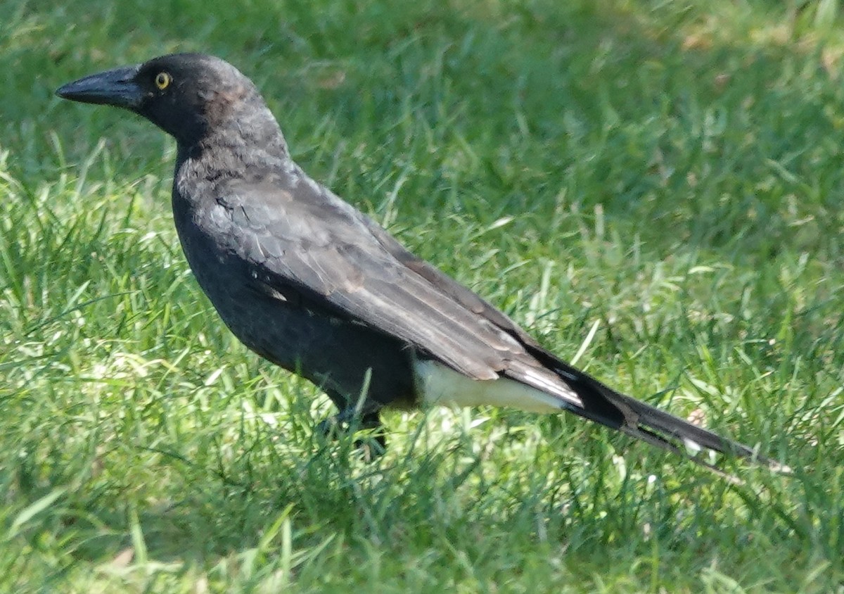 Pied Currawong - ML536292921