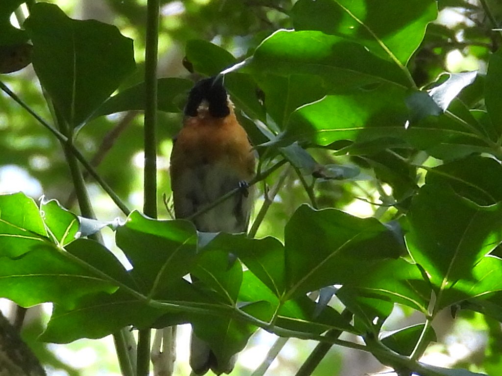 Spectacled Monarch - ML536296271