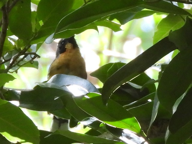 Spectacled Monarch - ML536296281