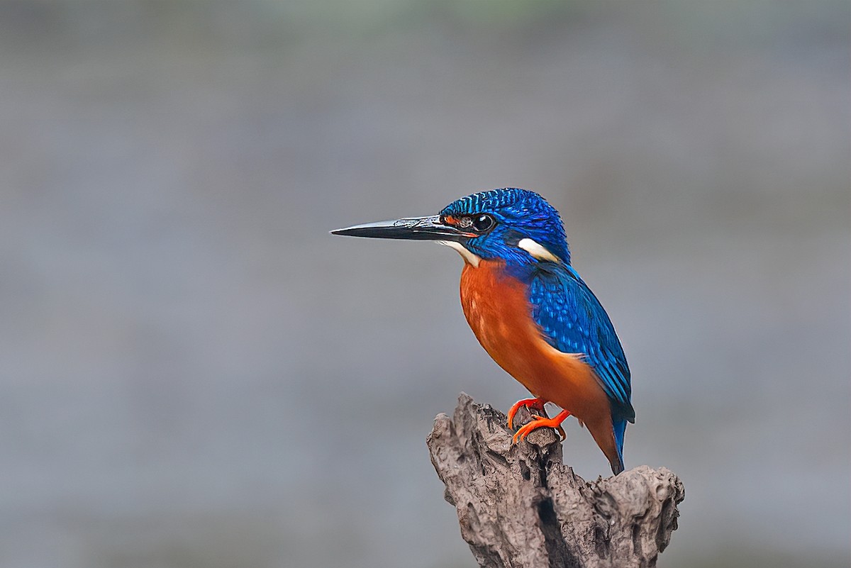 Blue-eared Kingfisher - Rajkumar Das