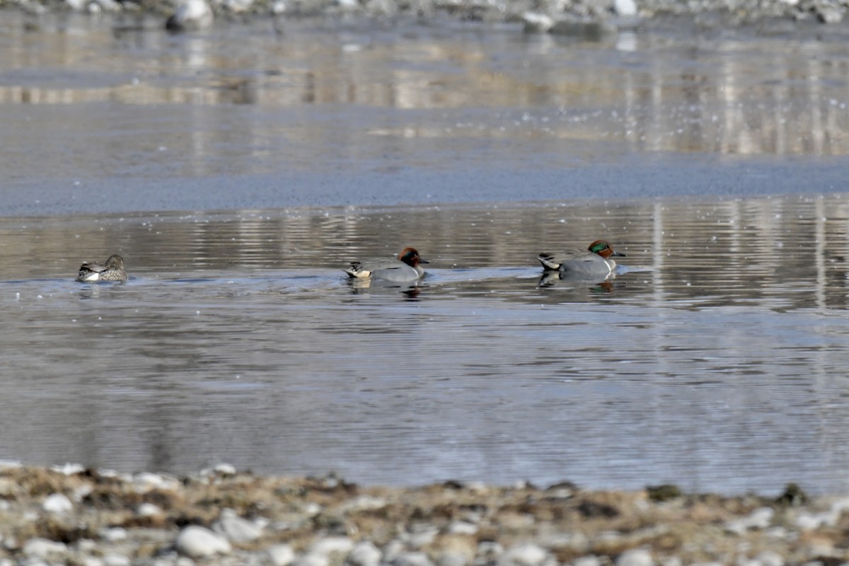 Green-winged Teal - ML536298271