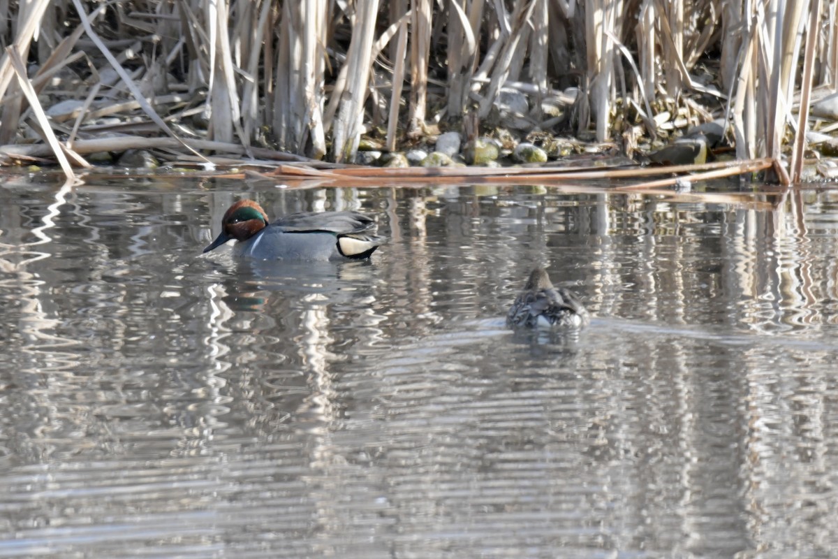 Green-winged Teal - ML536298281