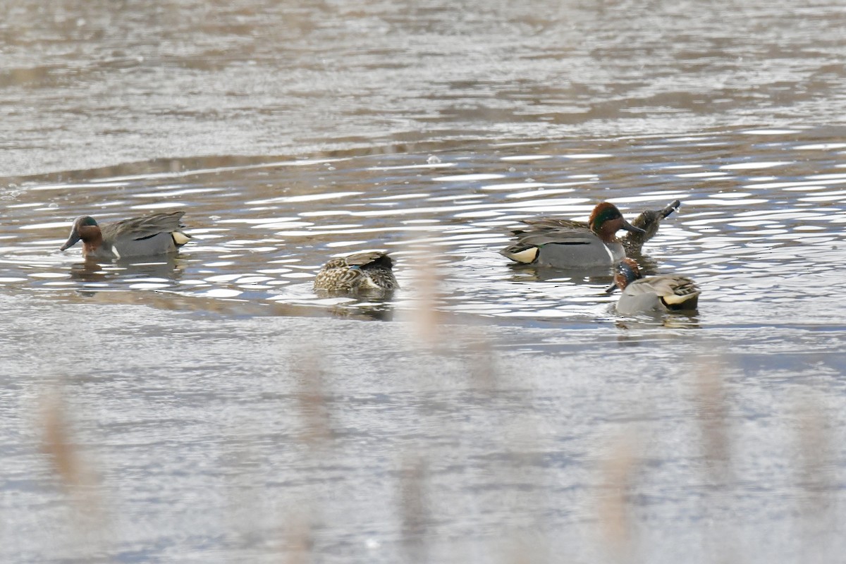 Green-winged Teal - ML536298291