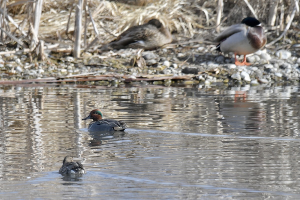 Green-winged Teal - ML536298301