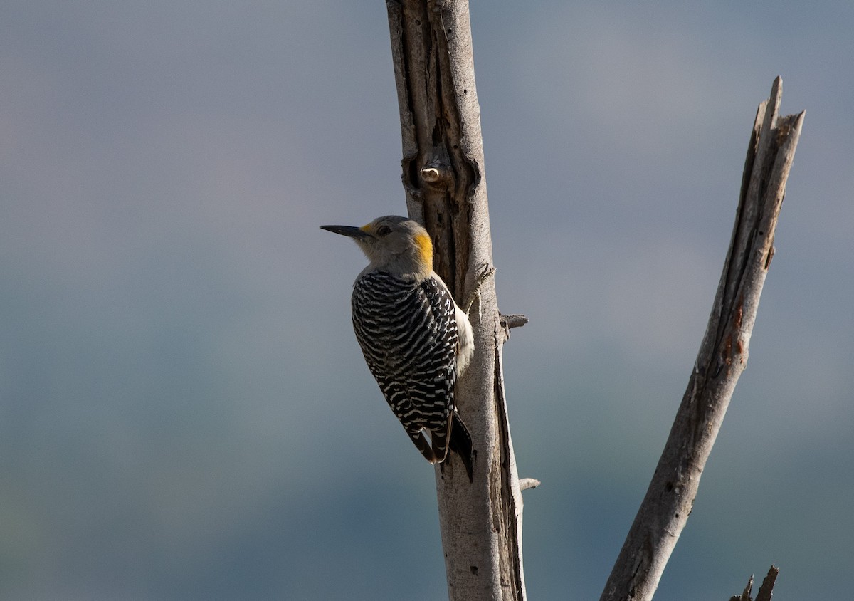 Golden-fronted Woodpecker (West Mexico) - Peter Muir