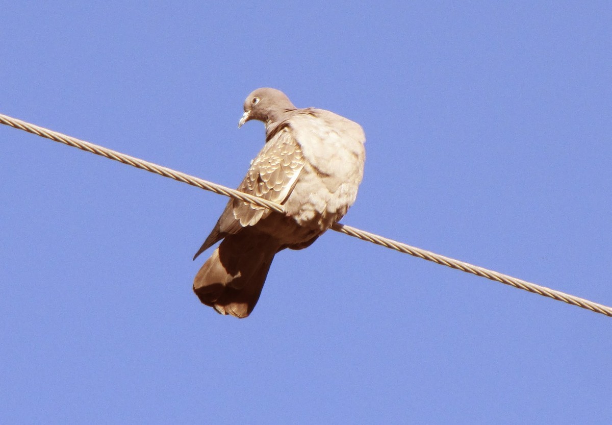 Spot-winged Pigeon - Pat McKay