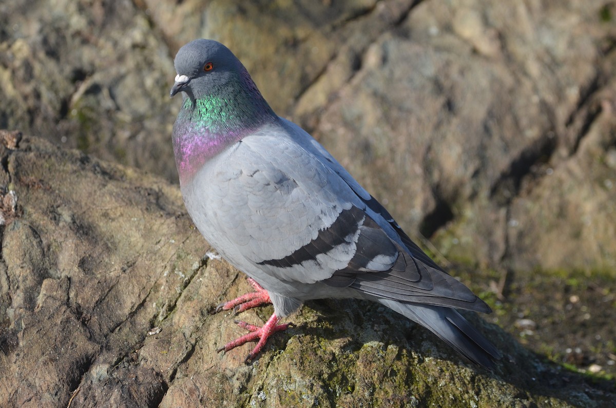 Rock Pigeon (Feral Pigeon) - ML536308421
