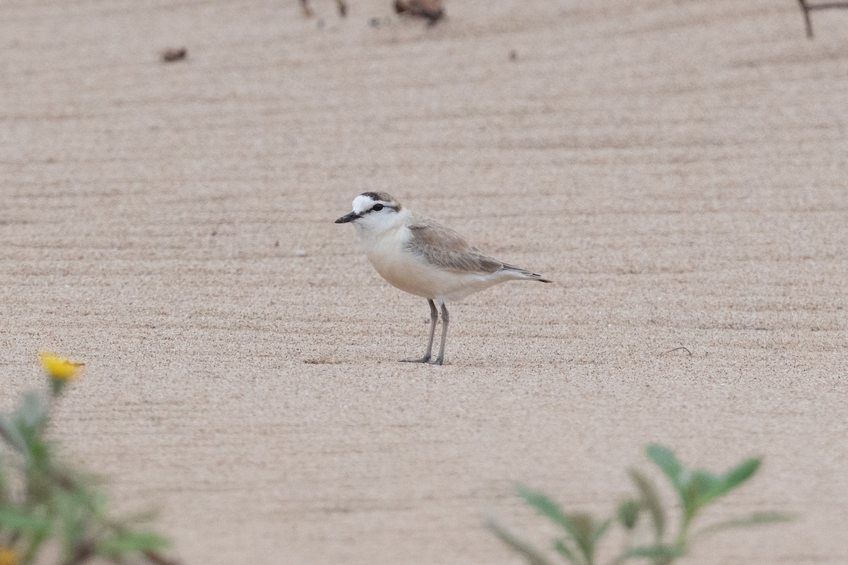 White-fronted Plover - ML536309501