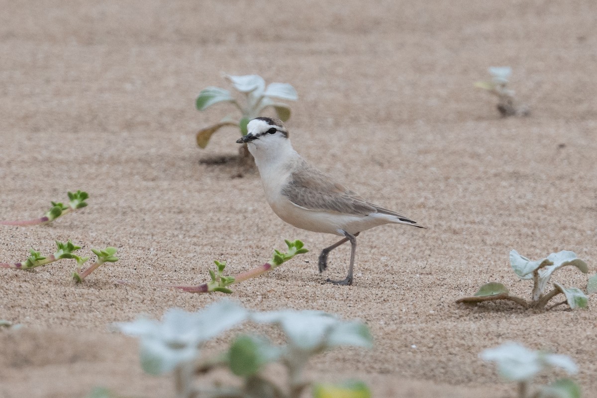 White-fronted Plover - ML536309511