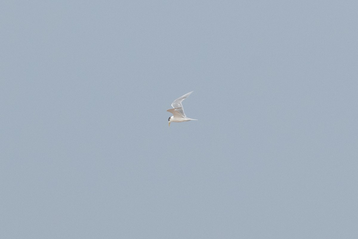 Great Crested Tern - ML536310121