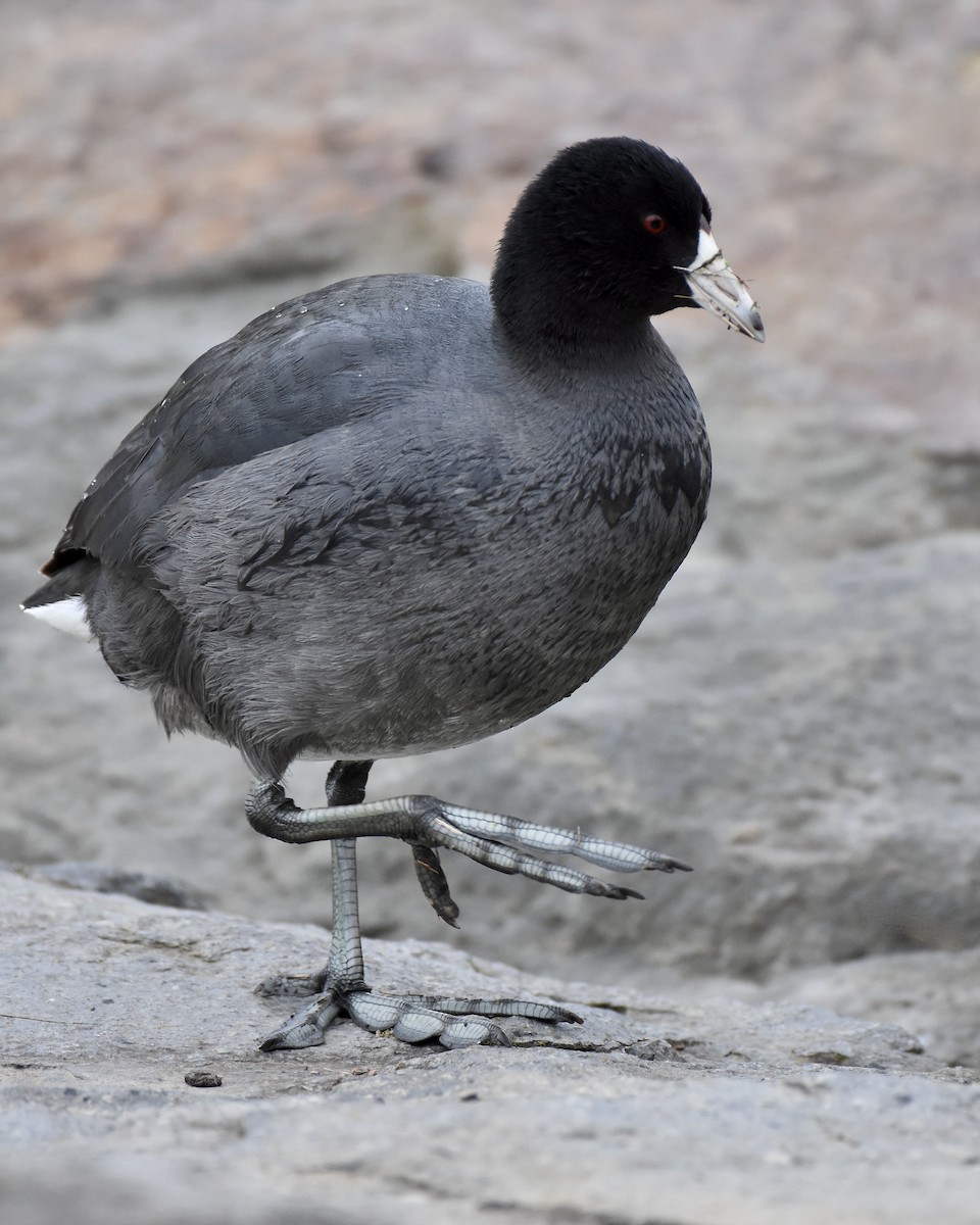 American Coot - Tom Myers