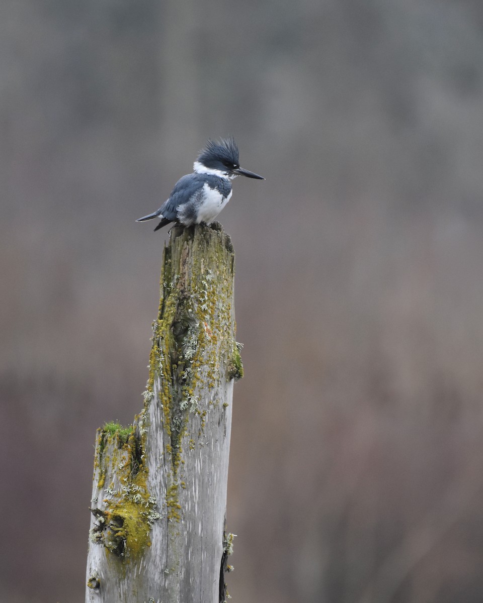 Belted Kingfisher - ML536310741