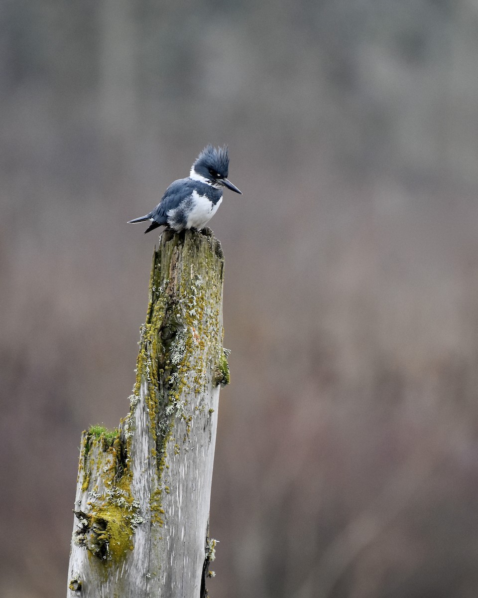 Belted Kingfisher - ML536310751