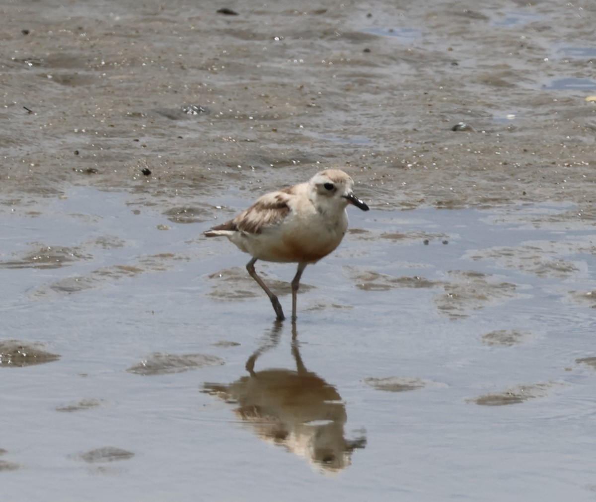 Red-breasted Dotterel - ML536313611
