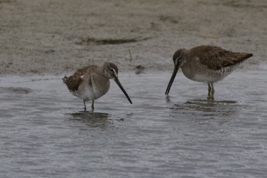 Long-billed Dowitcher - ML536316551